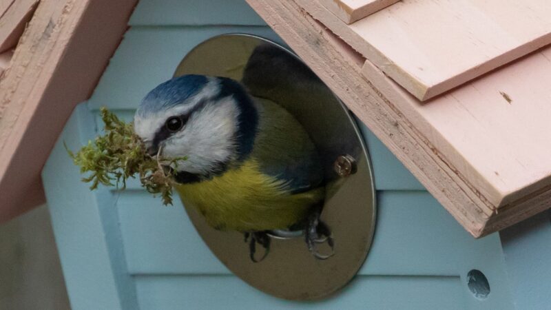 National Nest Box Week