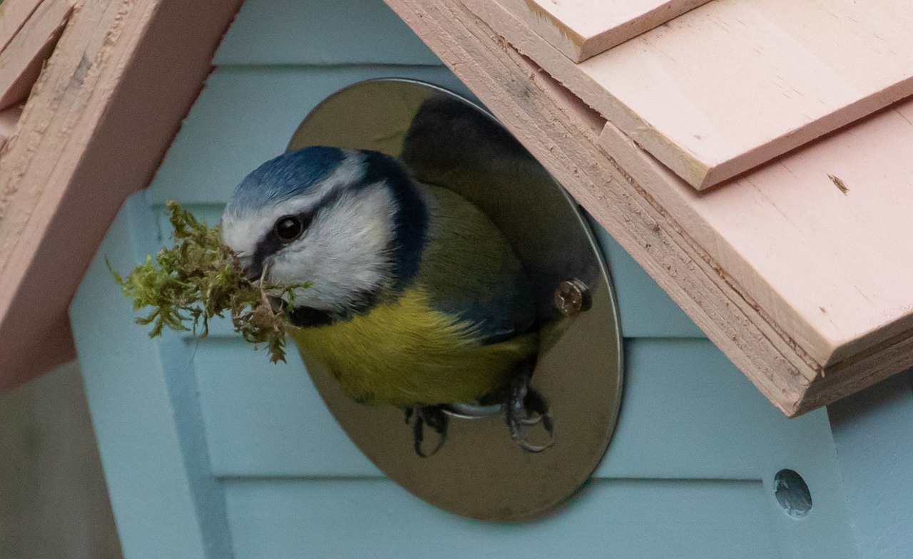 National Nest Box Week