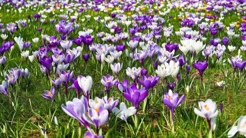 Spring Preparations for a Year of Joy