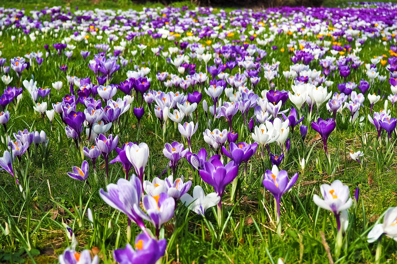 Spring Preparations for a Year of Joy