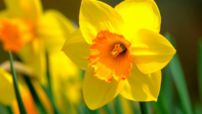 Time for the Great Daffodil Appeal