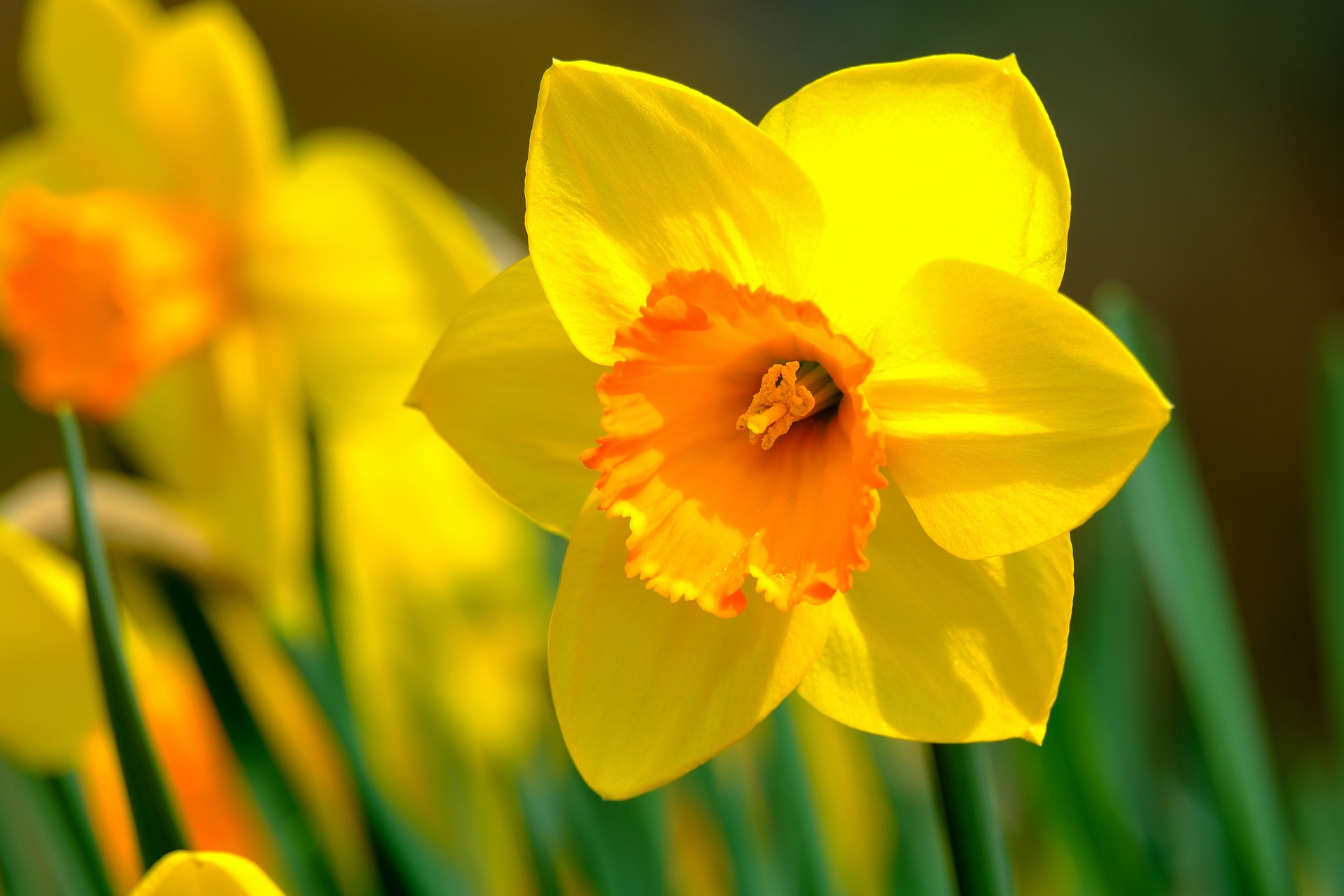 Time for the Great Daffodil Appeal