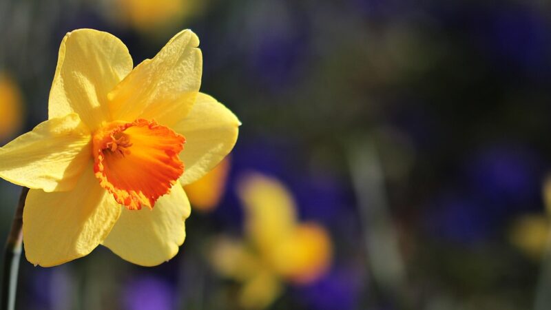 Mothering Sunday