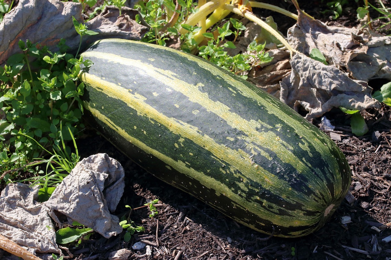 Marrow