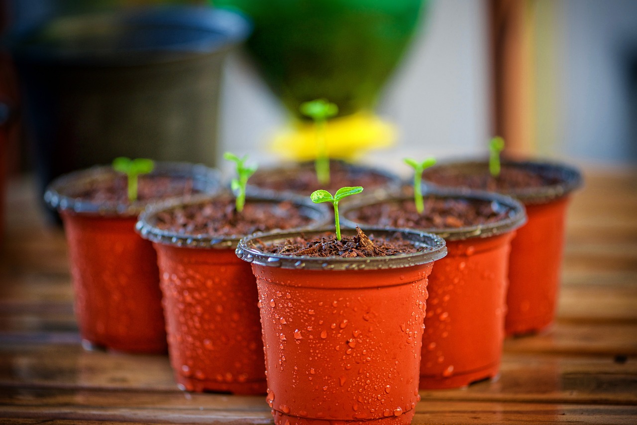 plant pots