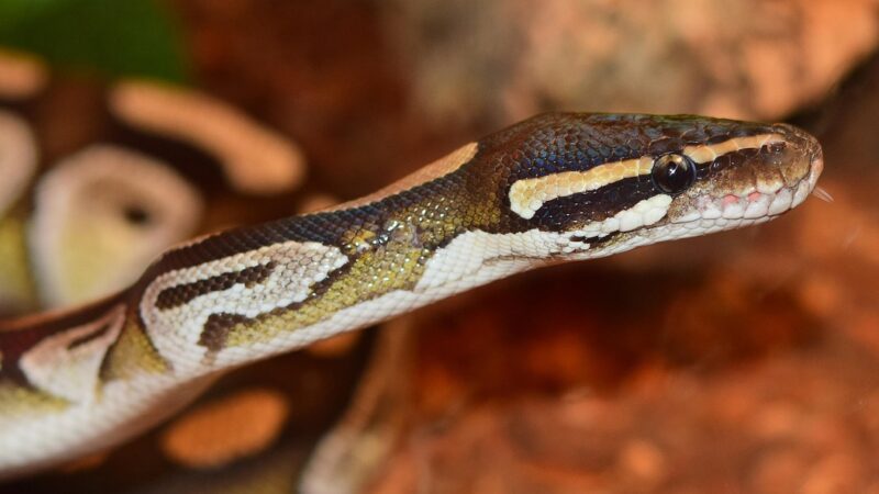 A Snake Called Harriet