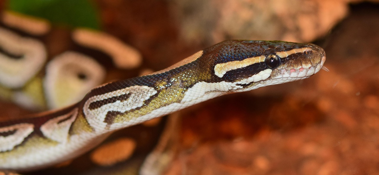 A Snake Called Harriet