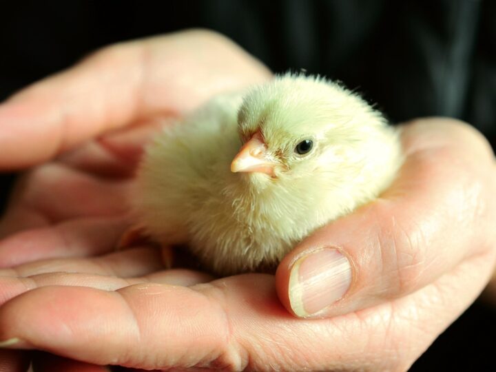 Halfway Hatched