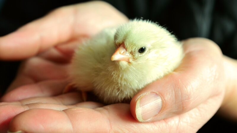 Halfway Hatched