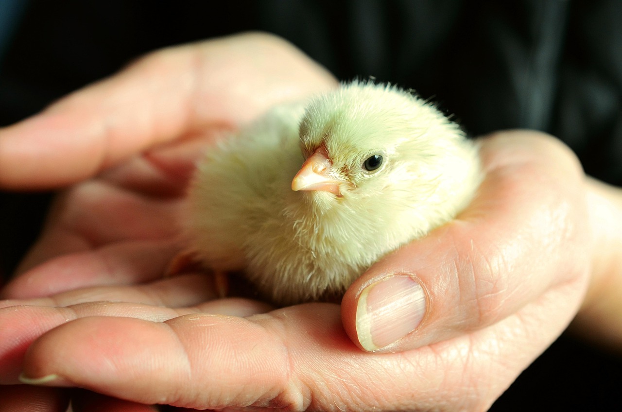 Halfway Hatched
