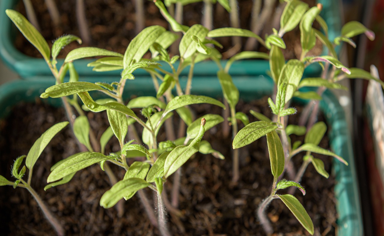 Events Germinating, Sprouting and Blossoming