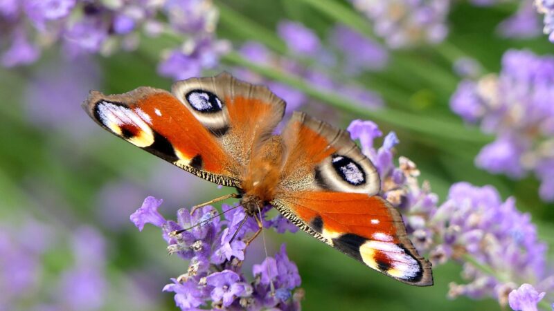Did you spot many butterflies this past summer?