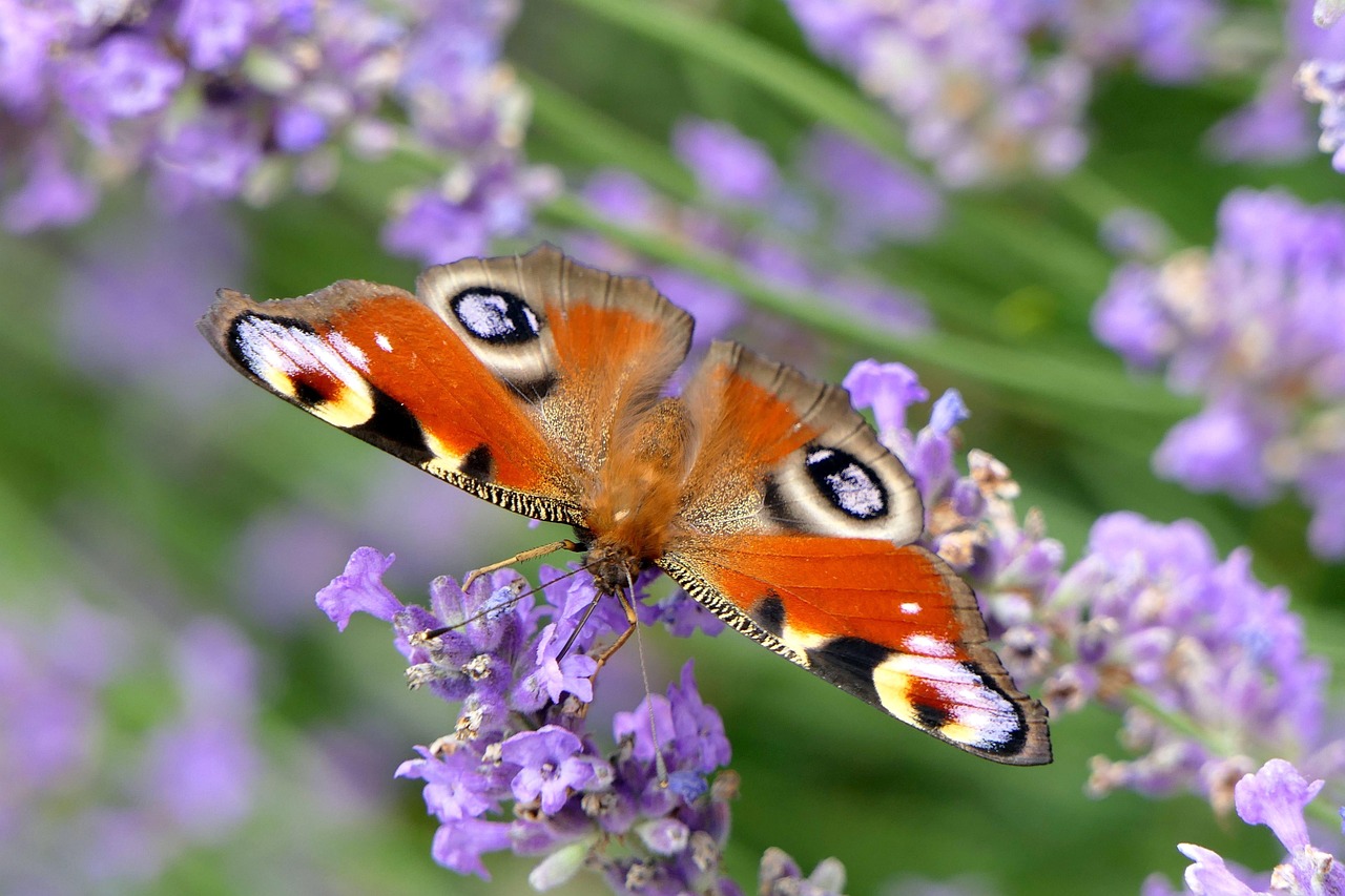 Did you spot many butterflies this past summer?