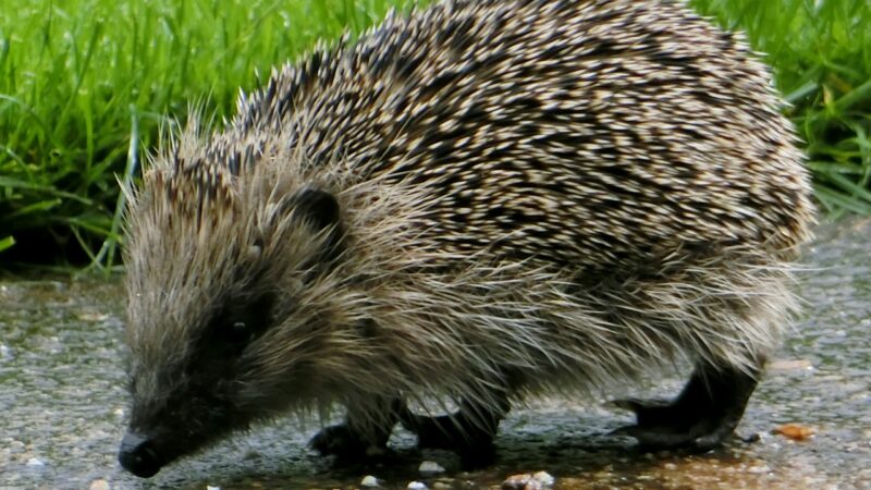 Wonderful Wildlife on our Doorstep