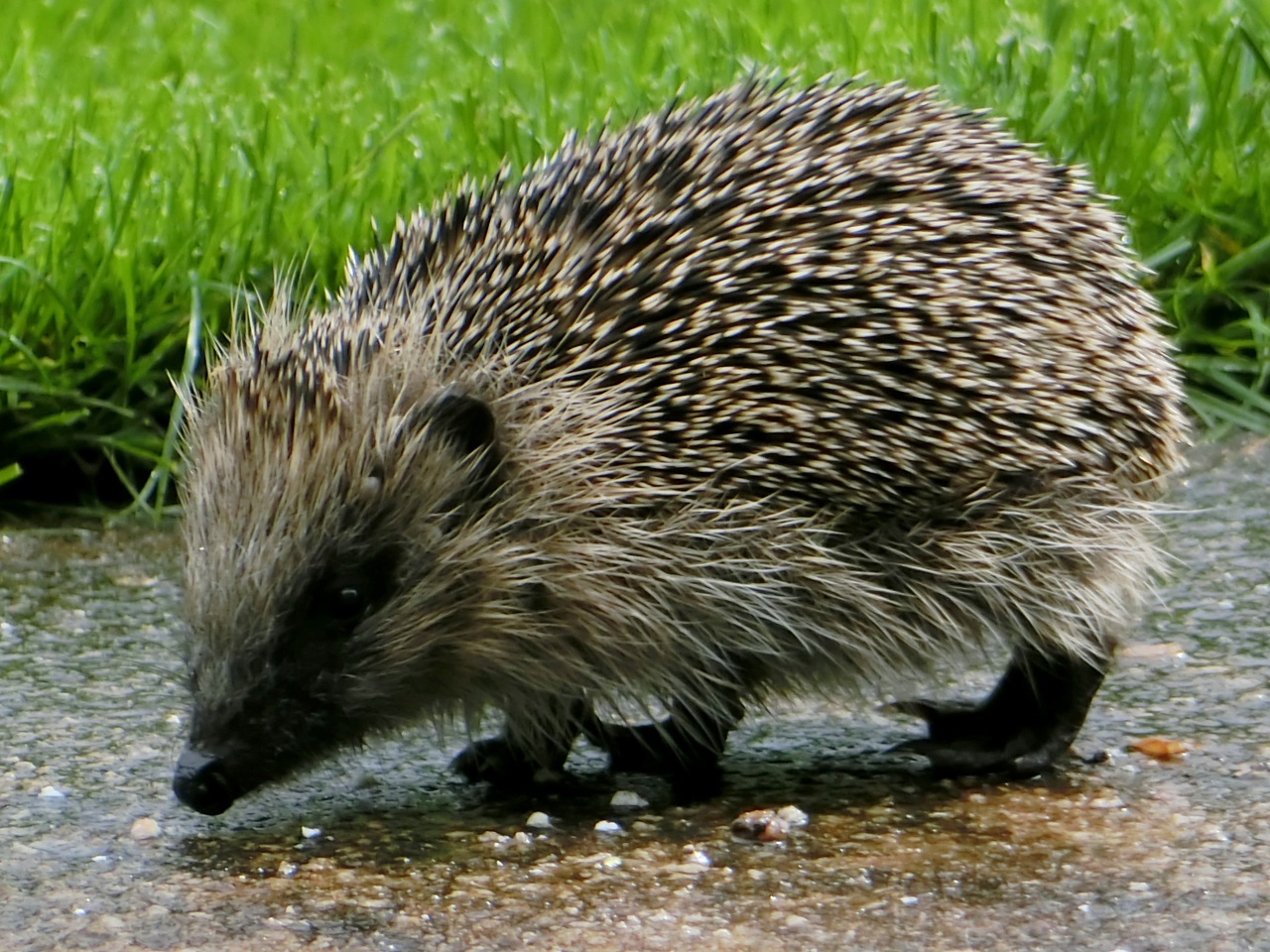 Wonderful Wildlife on our Doorstep