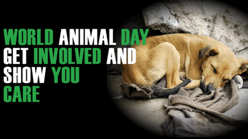 World Animal Day
