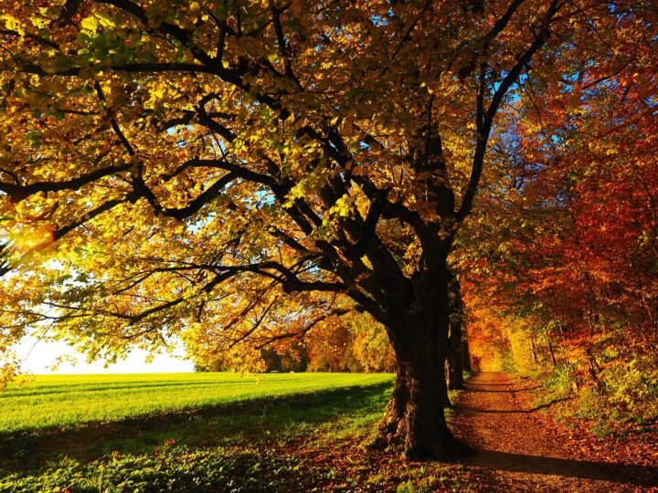 Autumn: the season that teaches us that change can be beautiful