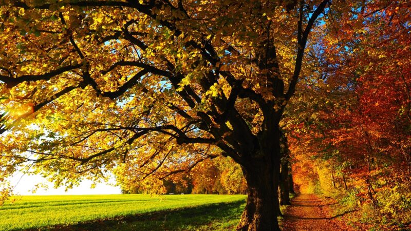 Autumn: the season that teaches us that change can be beautiful