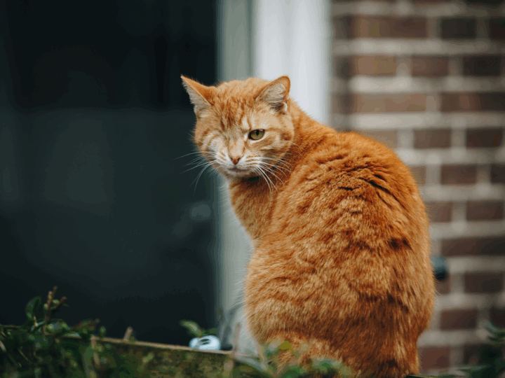 Increase in attacks on cats and wild birds