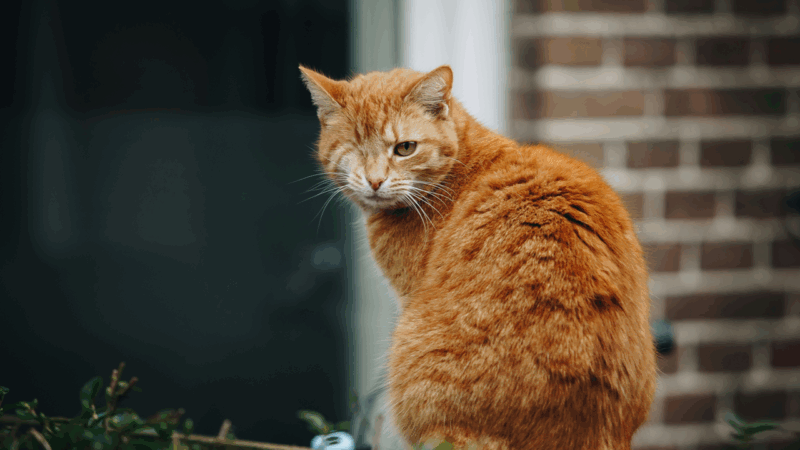 Increase in attacks on cats and wild birds