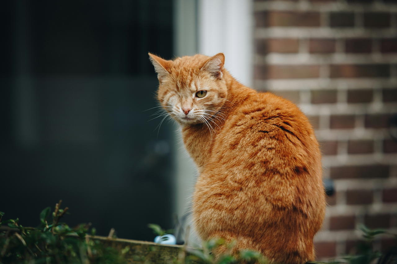 Increase in attacks on cats and wild birds