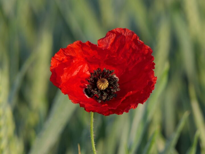 The Poppy Appeal
