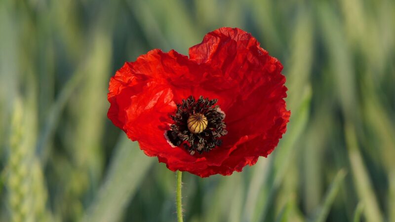 The Poppy Appeal