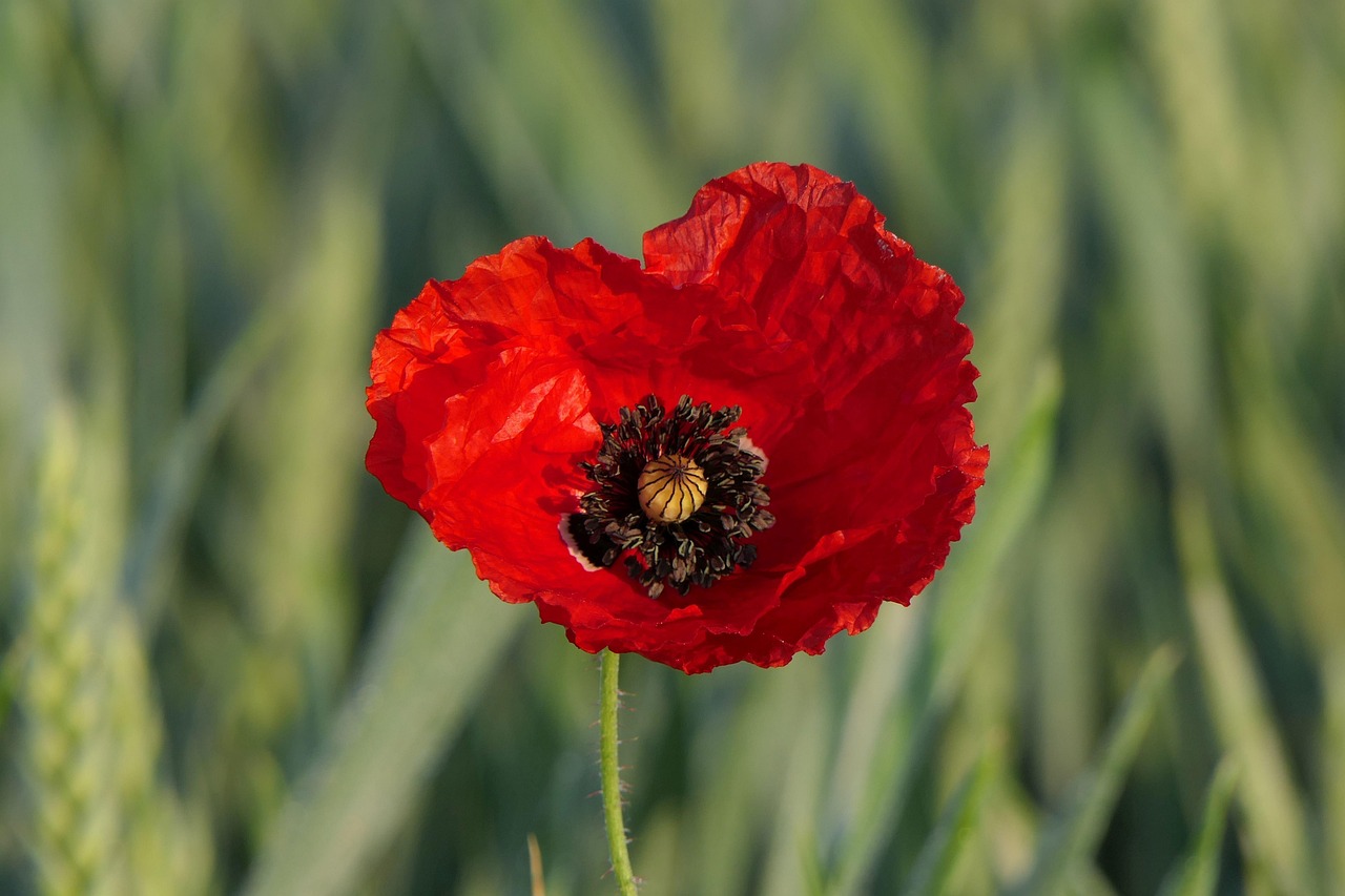 The Poppy Appeal