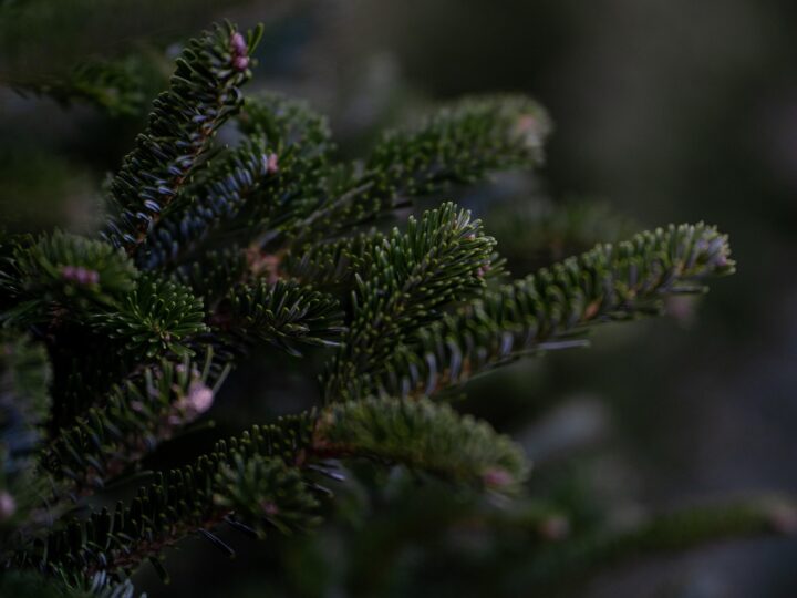 About Christmas Trees