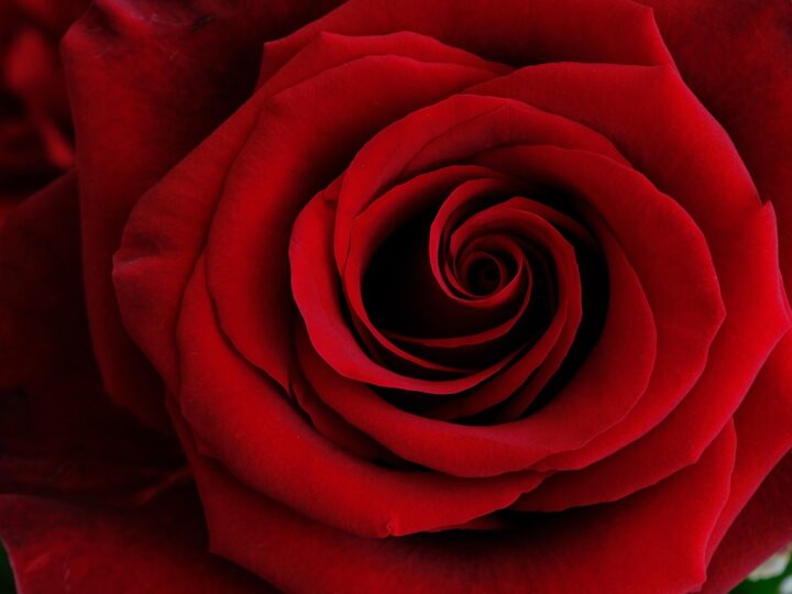 Valentine’s Day Musings