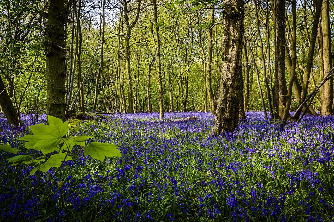 Bluebells in a wooded area