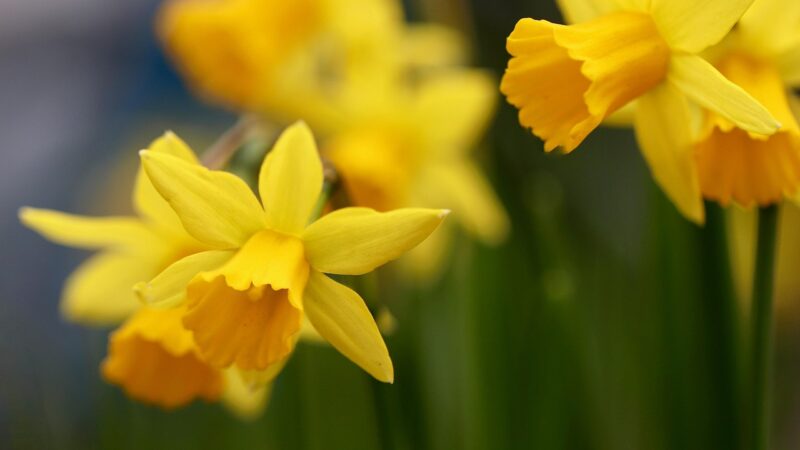 Bulbs Burst out of Beautiful Borders