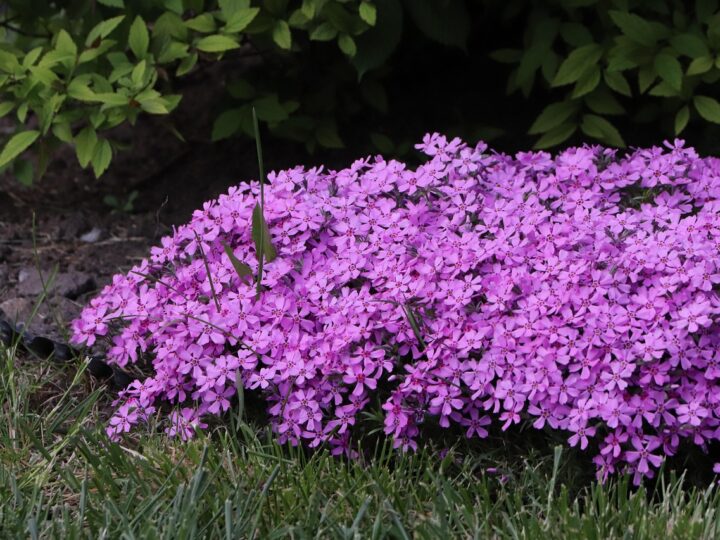 April brings the AGM and colour all around