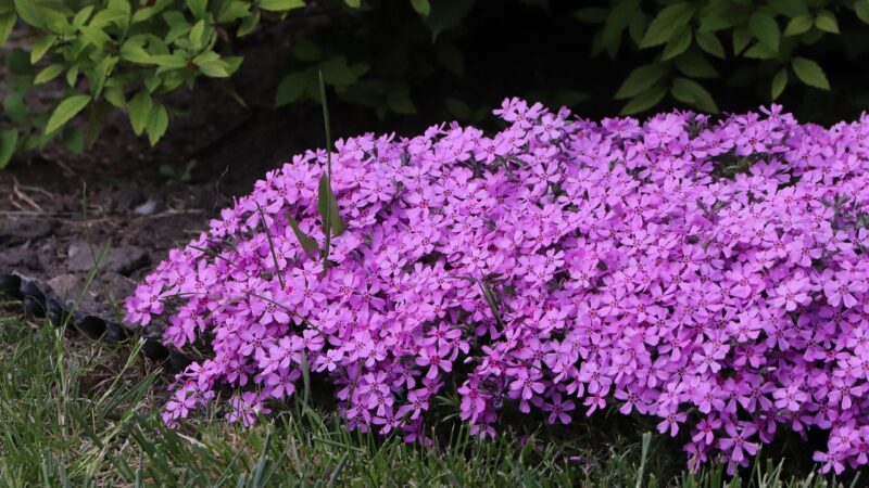 April brings the AGM and colour all around