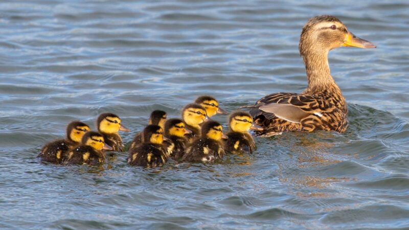 Beware bread for ducks