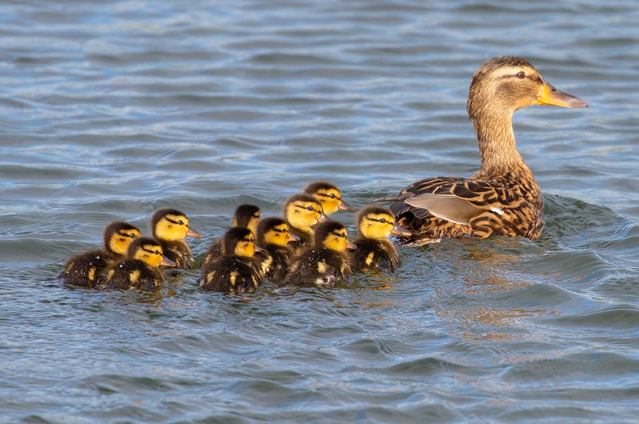 Beware bread for ducks