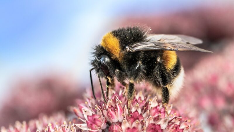 Our British Bumblebees