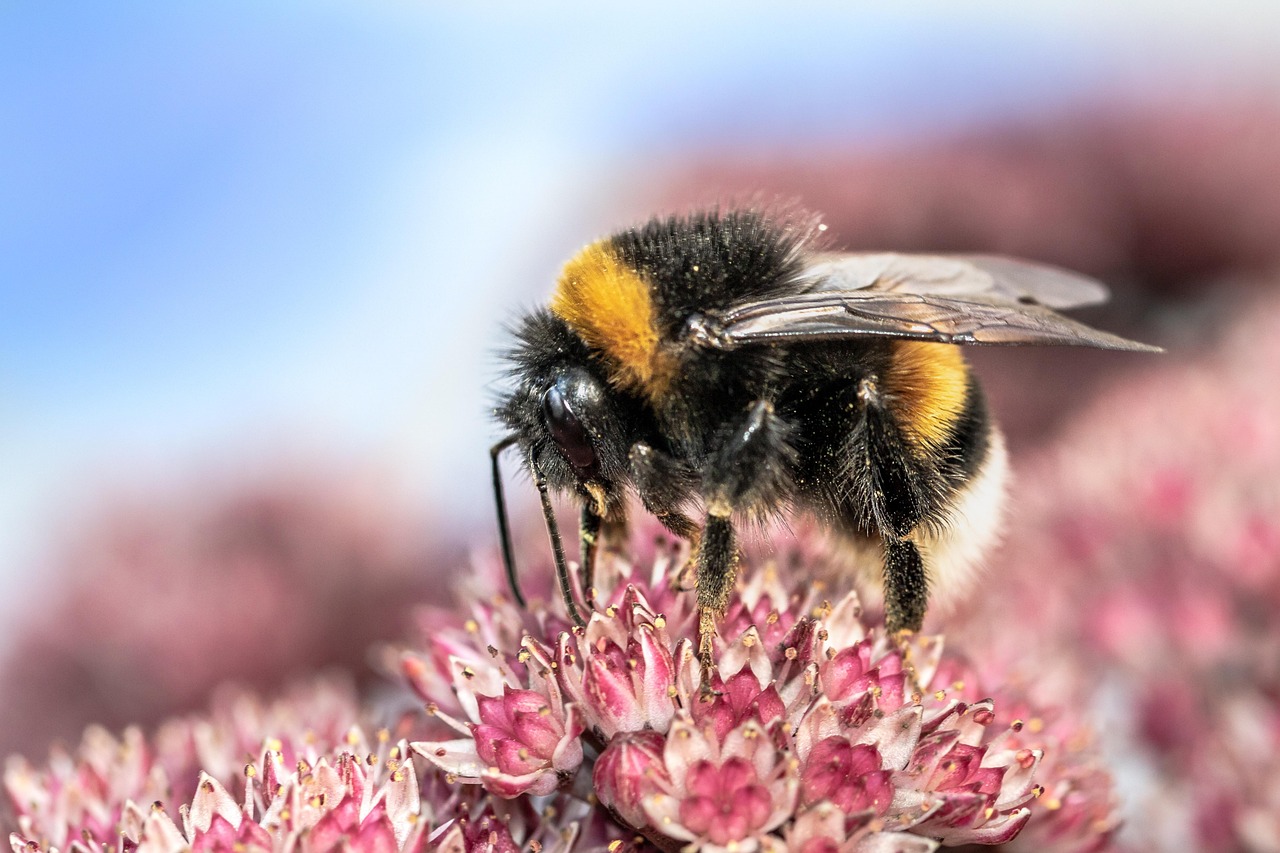 Our British Bumblebees