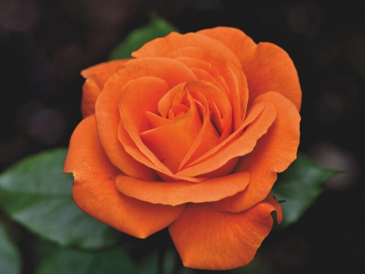 The Year’s Longest Days – the Gardener’s Delight