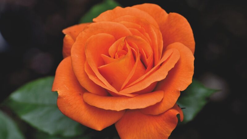 The Year’s Longest Days – the Gardener’s Delight