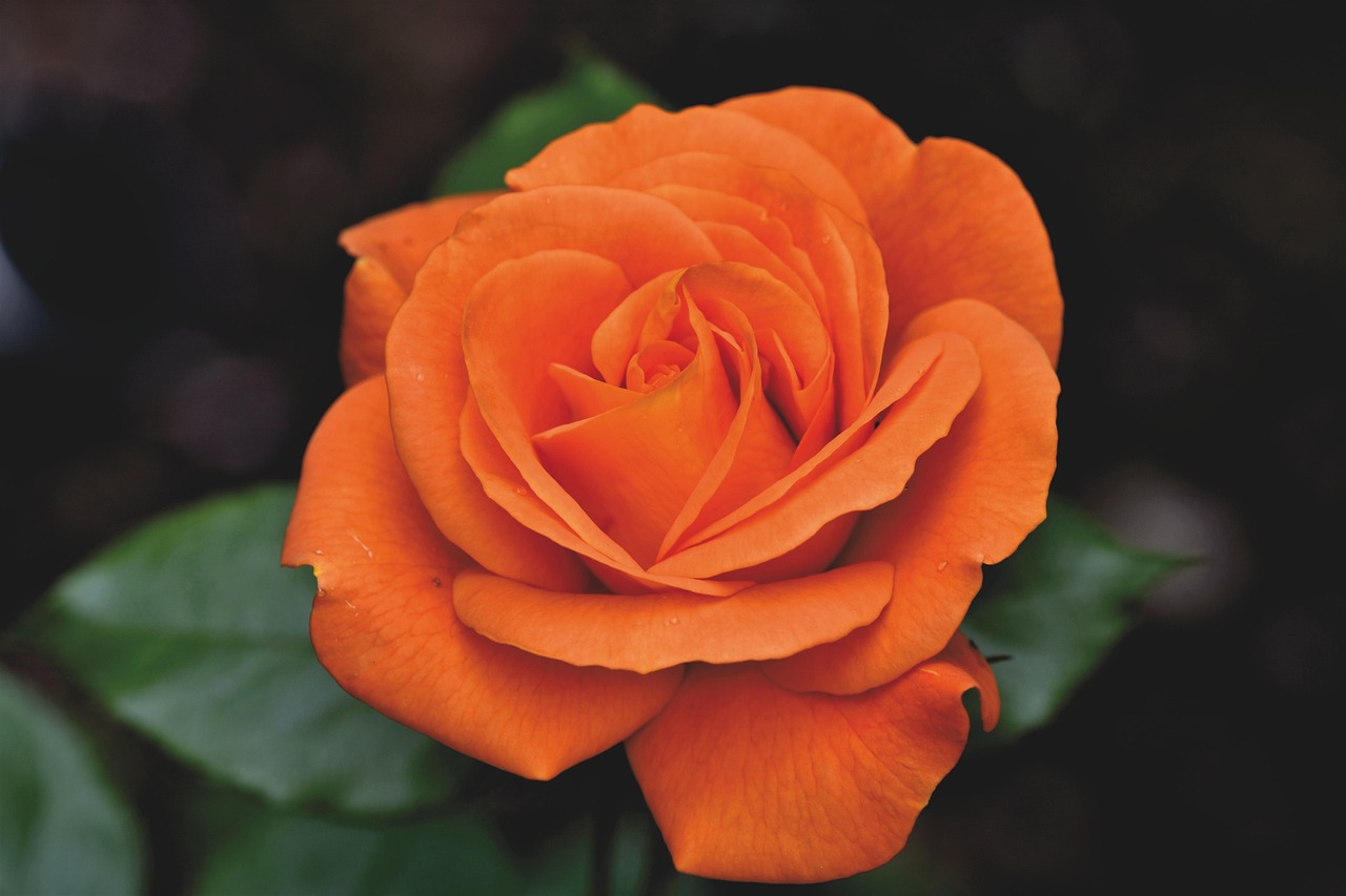 The Year’s Longest Days – the Gardener’s Delight