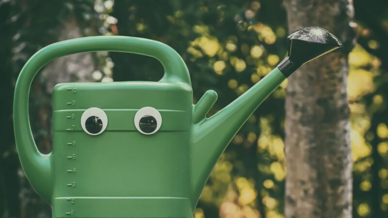 Summer sunshine is here – don’t forget to water the garden