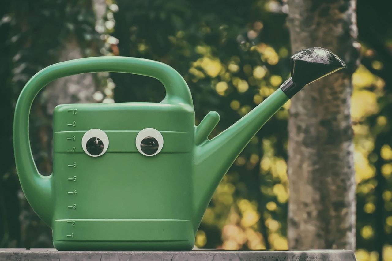 Summer sunshine is here – don’t forget to water the garden