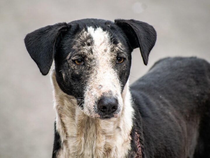 World Animal Day – Helping Animals in Dire Need