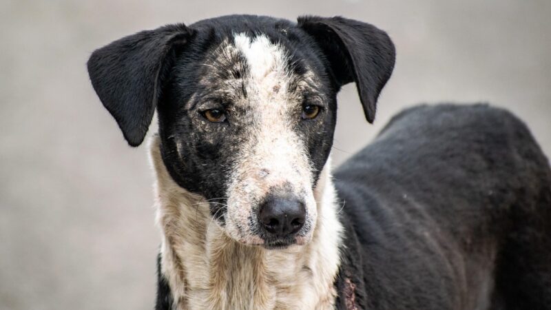 World Animal Day – Helping Animals in Dire Need