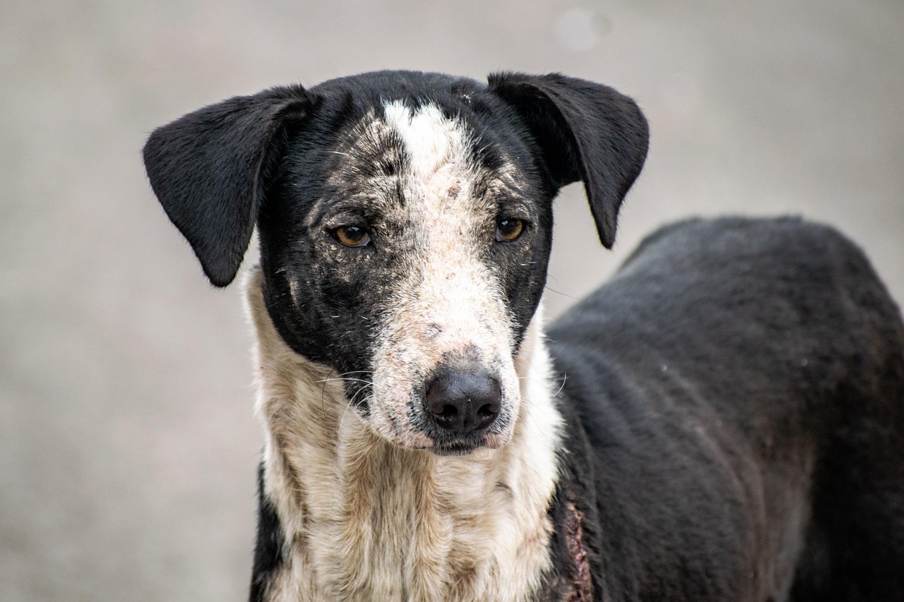 World Animal Day – Helping Animals in Dire Need